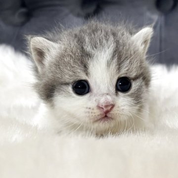 マンチカン(短足)【鹿児島県・男の子・2025年10月3日・ブルー&ホワイト】の写真「💕 極短足ぼく🐾 歩く姿がたまらない😍」