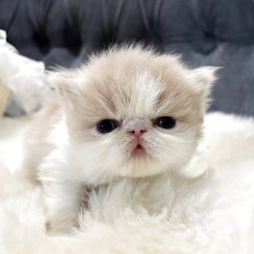 エキゾチックロングヘア【鹿児島県・男の子・2025年11月21日・クリーム&ホワイト（ロング）】の写真「💕ふわふわお顔可愛い男の子😊💕🎶」