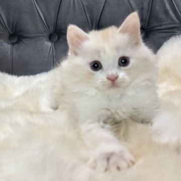 マンチカン(長足)【鹿児島県・女の子・2025年9月26日・クリーム&ホワイト】の写真「💕見学当日引き渡し可能🐈」