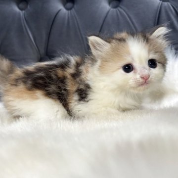 ミヌエット(長足)【鹿児島県・女の子・2025年11月4日・キャリコ】の写真「💕優しさお顔の女の子」