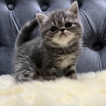 エキゾチックショートヘア【鹿児島県・女の子・2024年12月26日・ブルータビー】の写真「💕ブサカワ可愛い女の子😊💕🎶」