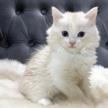 マンチカン(長足)【鹿児島県・女の子・2025年9月26日・クリーム&ホワイト】の写真「💕遊ぶのだーい好き♪美人ちゃん🐈」