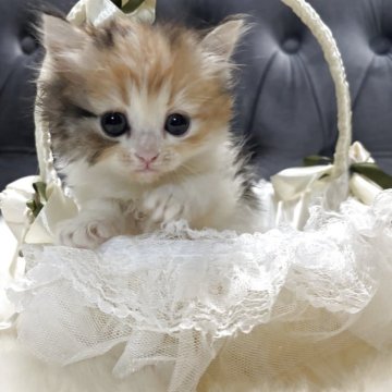 ミヌエット(長足)【鹿児島県・女の子・2025年11月4日・キャリコ】の写真「💕優しいお顔の女の子」