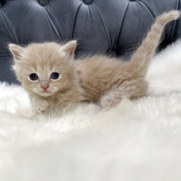 マンチカン(短足)【鹿児島県・男の子・2025年9月26日・クリーム】の写真「💕激カワ極短足なぼく♪」