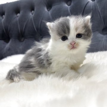 マンチカン(長足)【鹿児島県・女の子・2025年11月17日・ダイリュートキャリコ】の写真「🐾一目惚れ間違いなしの可愛さ💞」