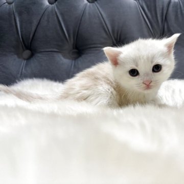 マンチカン(長足)【鹿児島県・女の子・2025年9月26日・クリーム&ホワイト】の写真「💕淡いクリームカラーが綺麗な子です♪」