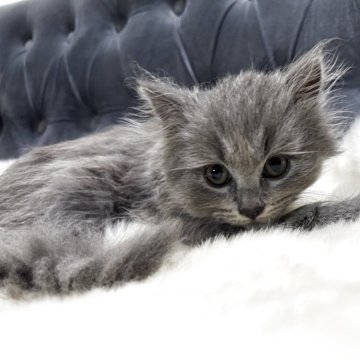 マンチカン(長足)【鹿児島県・男の子・2025年5月1日・ブルー】の写真「美系な男の子🐈見学当日引渡し可」