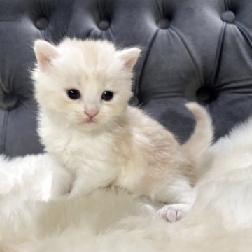 マンチカン(長足)【鹿児島県・女の子・2025年9月26日・クリーム&ホワイト】の写真「💕淡いクリームカラーが綺麗な子です♪」