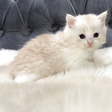 マンチカン(長足)【鹿児島県・女の子・2025年9月26日・クリーム&ホワイト】の写真「💕淡いクリームカラーが綺麗な子です♪」