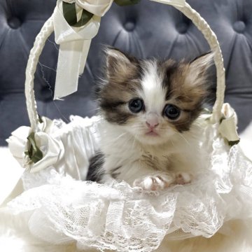 ミヌエット(短足)【鹿児島県・男の子・2025年11月4日・ブラウンタビー&ホワイト】の写真「🐾サイズ小さめ😼ホワイトカラーがポイント💞」