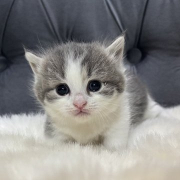 マンチカン(短足)【鹿児島県・女の子・2025年10月3日・ブルー&ホワイト】の写真「💕 一目惚れ間違いなしの可愛さ🐾」