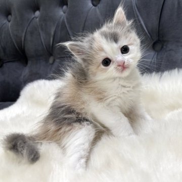 ミヌエット(長足)【鹿児島県・女の子・2025年7月1日・ダイリュートキャリコ】の写真「💕やさしいお顔美猫ちゃん👧」