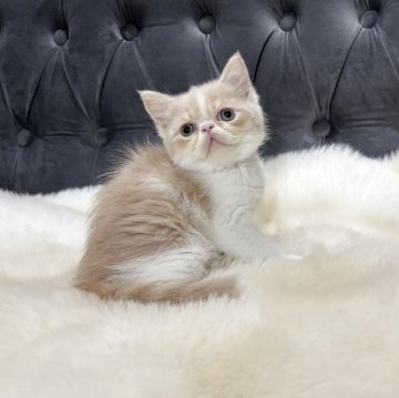 エキゾチックショートヘア【鹿児島県・男の子・2025年11月21日・クリーム&ホワイト】の写真「💕エキゾチック好きにはたまらな可愛さ😊💕🎶」