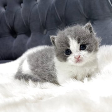 マンチカン(短足)【鹿児島県・男の子・2025年11月17日・ブルー&ホワイト】の写真「🐾一目惚れ間違いなしの可愛さ💞」