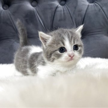 マンチカン(短足)【鹿児島県・女の子・2025年10月3日・ブルー&ホワイト】の写真「💕 極短足のあたち🐾一目惚れ間違いなしの可愛さ」