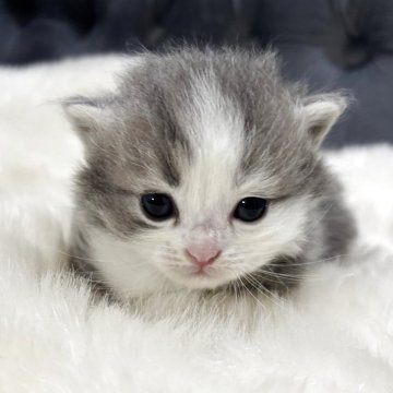 ミヌエット(短足)【鹿児島県・男の子・2025年7月1日・ブルー&ホワイト】の写真「💕極短足な人気カラー男の子👦」