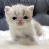 エキゾチックショートヘア