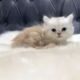 ミヌエット(短足)