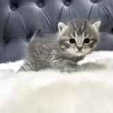 マンチカン(長足)