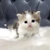 ミヌエット(長足)