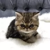 エキゾチックショートヘア