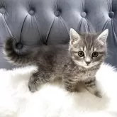 マンチカン(長足)