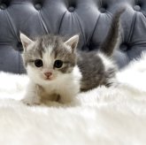 マンチカン(短足)