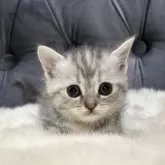 マンチカン(短足)