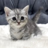 マンチカン(短足)