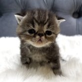 エキゾチックショートヘア