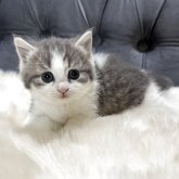 マンチカン(短足)