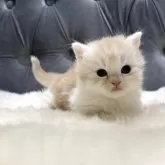 マンチカン(短足)