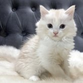 マンチカン(長足)