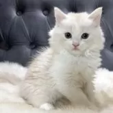 マンチカン(長足)