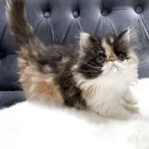 エキゾチックショートヘア
