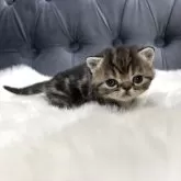 エキゾチックショートヘア