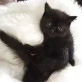 エキゾチックショートヘア