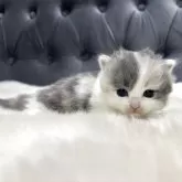 マンチカン(長足)