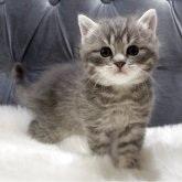 マンチカン(長足)