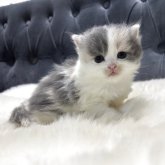 マンチカン(長足)