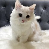 マンチカン(長足)