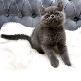 エキゾチックショートヘア