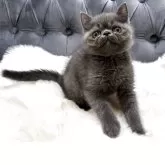 エキゾチックショートヘア