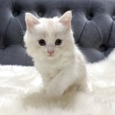 マンチカン(長足)