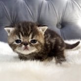 エキゾチックショートヘア