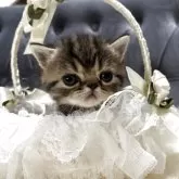 エキゾチックショートヘア