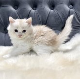 マンチカン(長足)