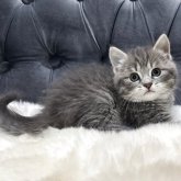 マンチカン(長足)