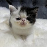 エキゾチックショートヘア