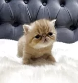 エキゾチックショートヘア【鹿児島県・男の子・2025年11月26日・レッドタビー】の写真2